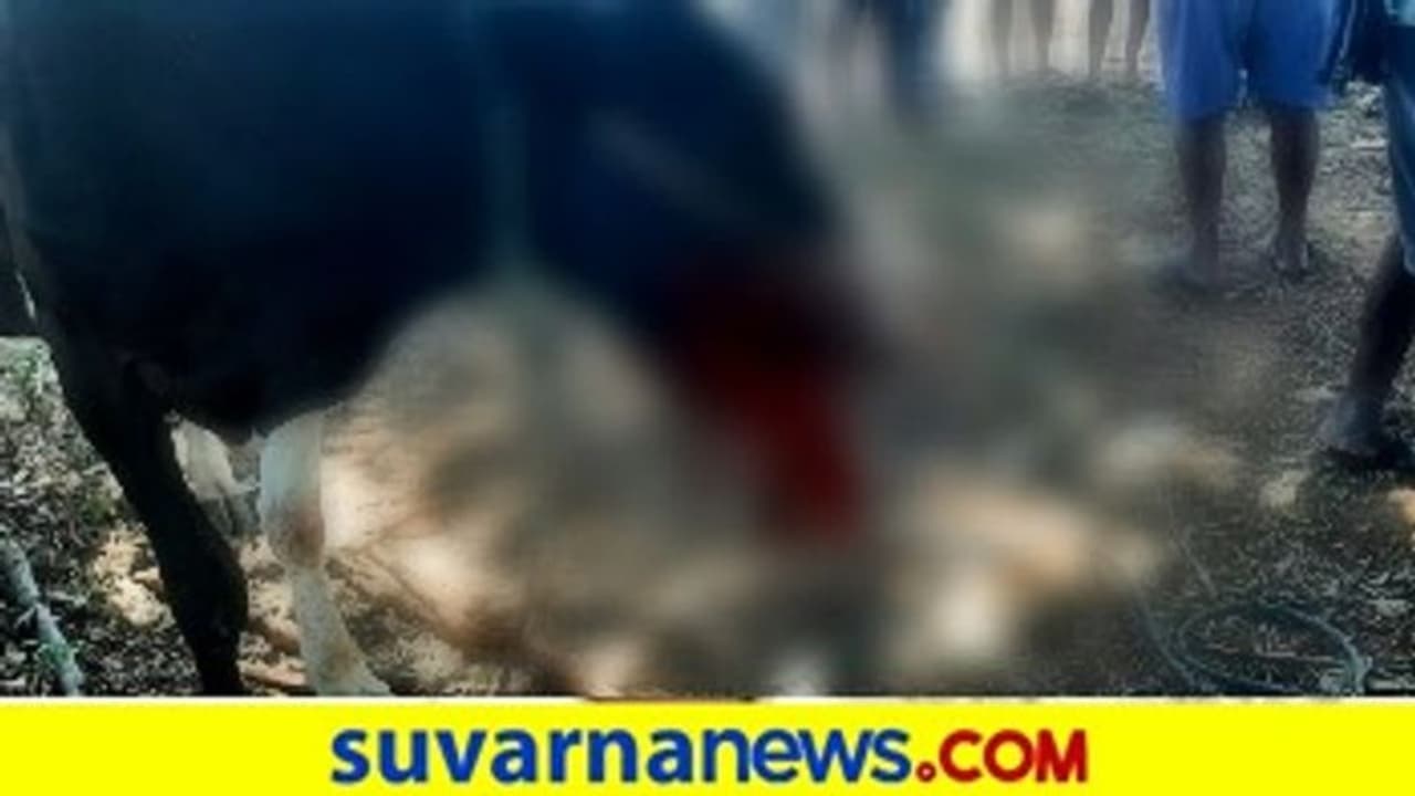 ಮುಂಡಗೋಡ: ಕೈಬಾಂಬ್ ಸ್ಪೋಟ, ಹೋರಿ ಬಾಯಿ ಛಿದ್ರ ಮುಂಡಗೋಡ: ಕೈಬಾಂಬ್ ಸ್ಪೋಟ, ಹೋರಿ ಬಾಯಿ ಛಿದ್ರ