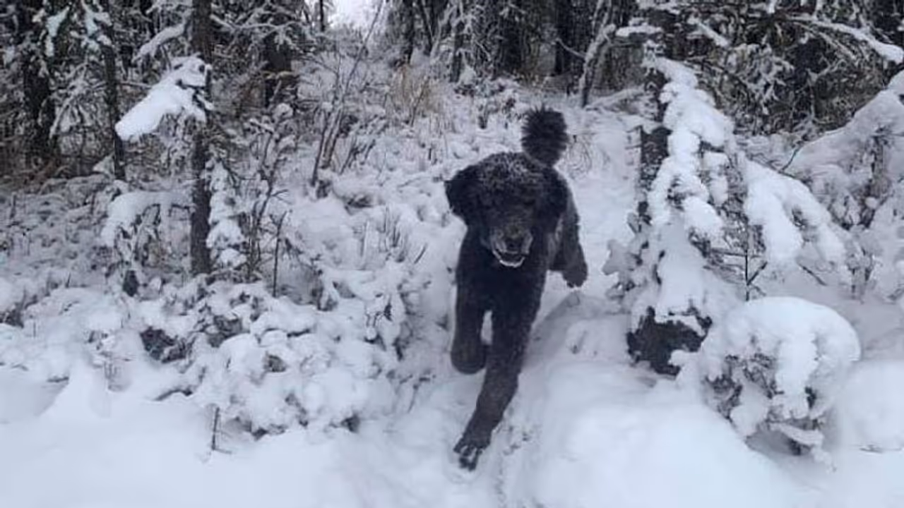 ഇത് മനുഷ്യനാണോ മൃഗമാണോ? സോഷ്യല്‍ മീഡിയയെ കുഴപ്പിച്ച് ഒരു ചിത്രം!