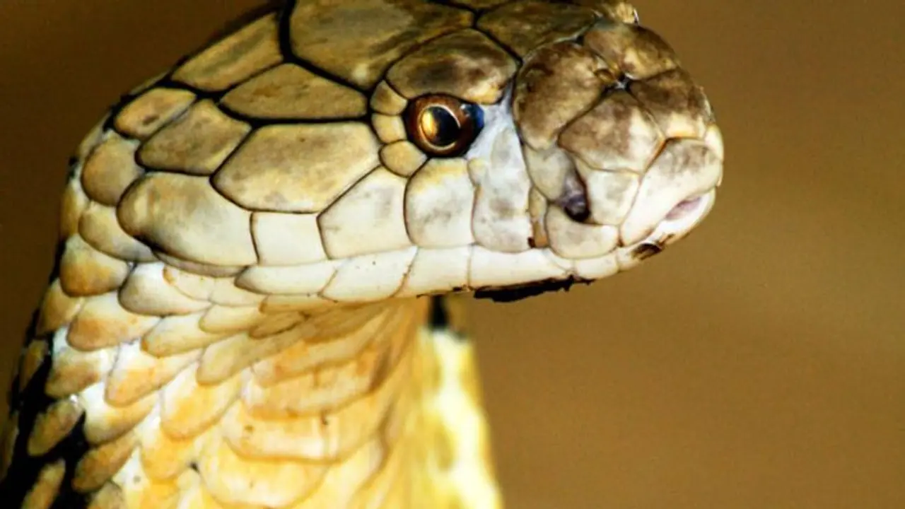 തിരുവനന്തപുരം മൃഗശാലയിൽ രാജവെമ്പാലയുടെ കടിയേറ്റ് ജീവനക്കാരൻ മരിച്ചു തിരുവനന്തപുരം മൃഗശാലയിൽ രാജവെമ്പാലയുടെ കടിയേറ്റ് ജീവനക്കാരൻ മരിച്ചു