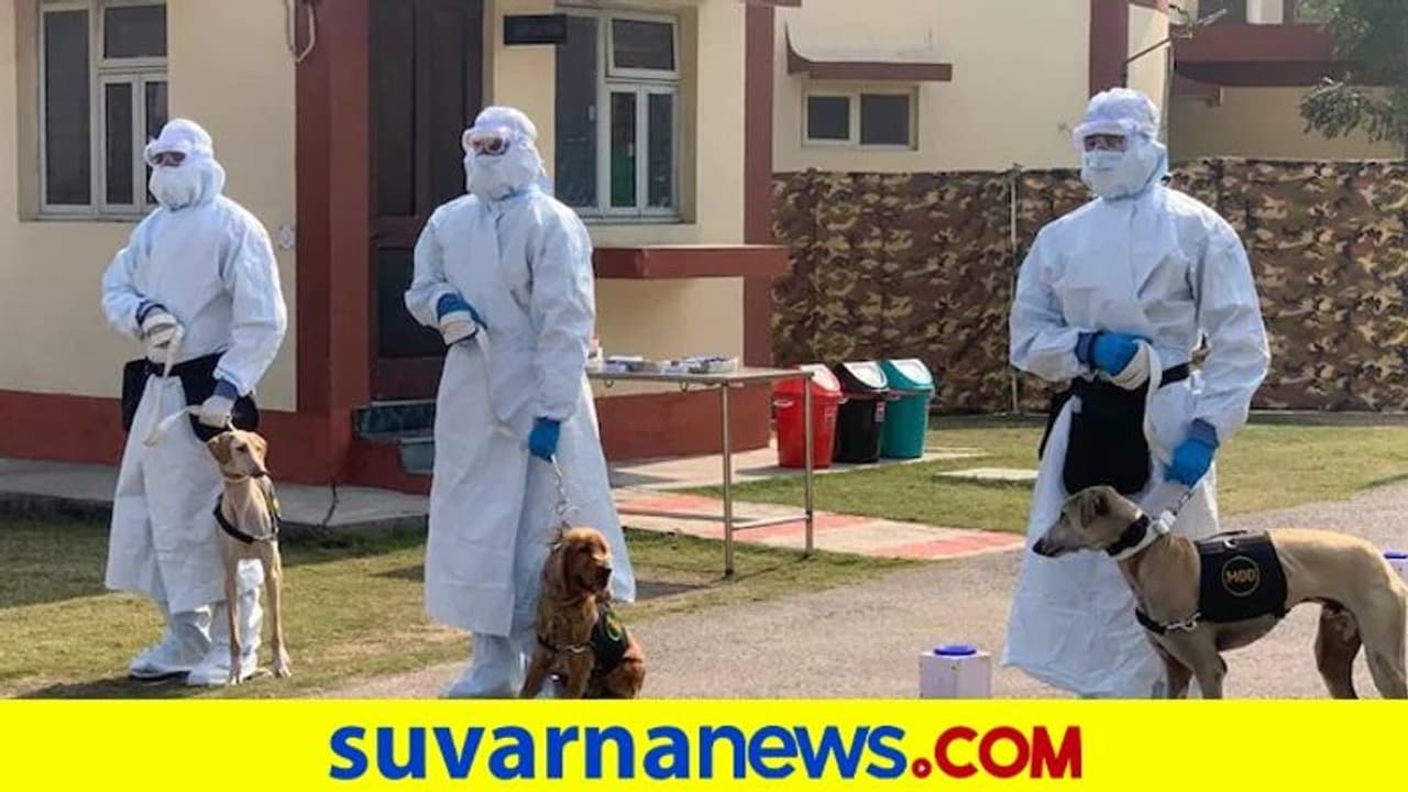 ನಾಯಿಗಳ ಬಳಸಿ ಕೋವಿಡ್ ಪರೀಕ್ಷೆ, 22 ಯೋಧರಲ್ಲಿ ಸೋಂಕು ಪತ್ತೆ! ನಾಯಿಗಳ ಬಳಸಿ ಕೋವಿಡ್ ಪರೀಕ್ಷೆ, 22 ಯೋಧರಲ್ಲಿ ಸೋಂಕು ಪತ್ತೆ!