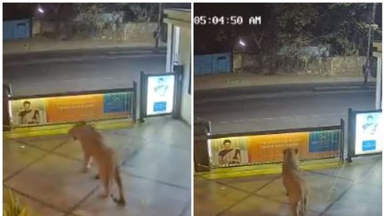 പുലർച്ചെ ഹോട്ടലിലെത്തിയ അതിഥിയെ കണ്ട് ഞെട്ടി ഹോട്ടൽ അധികൃതർ; വെെറലായി വീഡിയോ