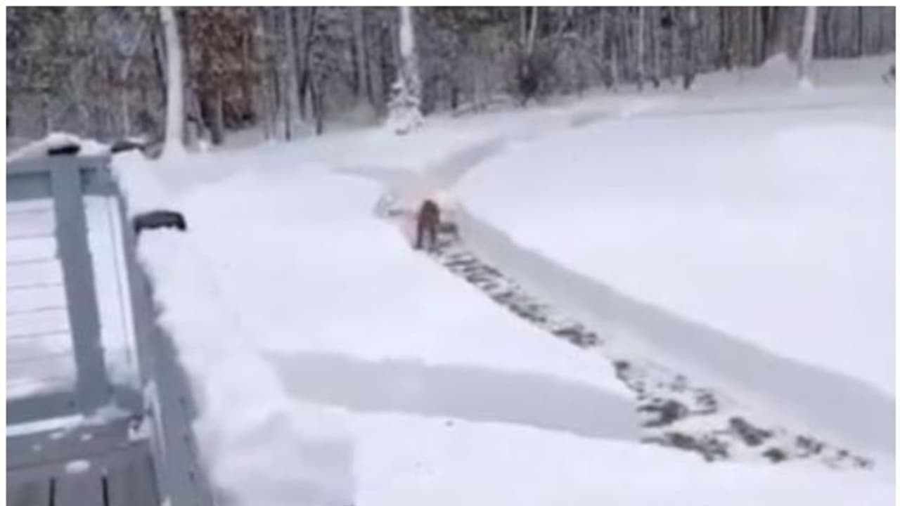 'അവൻ ഓടി കളിക്കട്ടെ...'; വളര്ത്തുനായയ്ക്ക് വീട്ടില് റേസിംഗ് ട്രാക്ക് ഒരുക്കി ദമ്പതികൾ 'അവൻ ഓടി കളിക്കട്ടെ...'; വളര്ത്തുനായയ്ക്ക് വീട്ടില് റേസിംഗ് ട്രാക്ക് ഒരുക്കി ദമ്പതികൾ