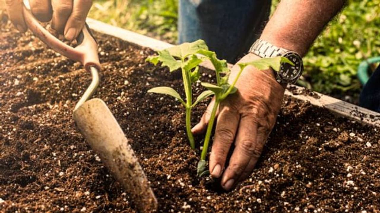 പൊട്ടാസ്യം ചെടികള്ക്ക് നല്കുന്നതിന് മുമ്പ് അറിഞ്ഞിരിക്കാന് ചില കാര്യങ്ങള് പൊട്ടാസ്യം ചെടികള്ക്ക് നല്കുന്നതിന് മുമ്പ് അറിഞ്ഞിരിക്കാന് ചില കാര്യങ്ങള്