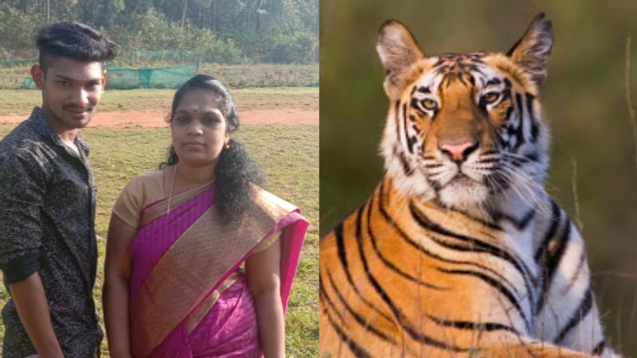 വീട്ടില് കയറിച്ച് അക്രമിച്ച് കടുവ; ജീവന് തിരിച്ചു കിട്ടിയത് തലനാരിഴക്കെന്ന് സാലിതയും മൃദുനും വീട്ടില് കയറിച്ച് അക്രമിച്ച് കടുവ; ജീവന് തിരിച്ചു കിട്ടിയത് തലനാരിഴക്കെന്ന് സാലിതയും മൃദുനും