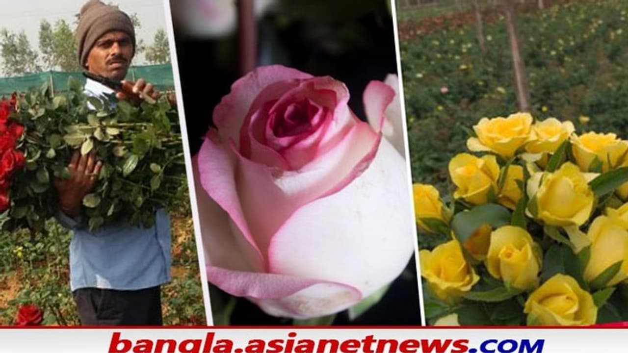 ভ্যালেন্টাইন ডে র আগে বাঁকুড়ার গোলাপে ছয়লাপ কলকাতা, টেক্কা এবার বেঙ্গালুরুকেও