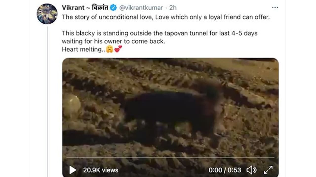 Indeed, dog is man’s best friend: Blackie awaits return of its caretakers outside tragedy in Uttarakhand