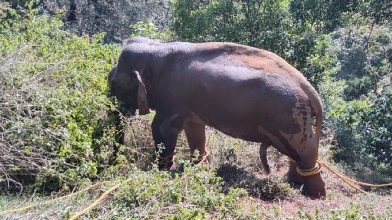 മയക്കുവെടിയിൽ വീണ് കൊലയാളിക്കൊമ്പൻ: ആശ്വാസത്തിൽ നാട്ടുകാർ മയക്കുവെടിയിൽ വീണ് കൊലയാളിക്കൊമ്പൻ: ആശ്വാസത്തിൽ നാട്ടുകാർ