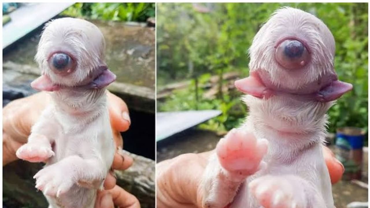 നായ്ക്കുട്ടി ജനിച്ചത് ഒറ്റക്കണ്ണും രണ്ട് നാവുകളുമായി നായ്ക്കുട്ടി ജനിച്ചത് ഒറ്റക്കണ്ണും രണ്ട് നാവുകളുമായി