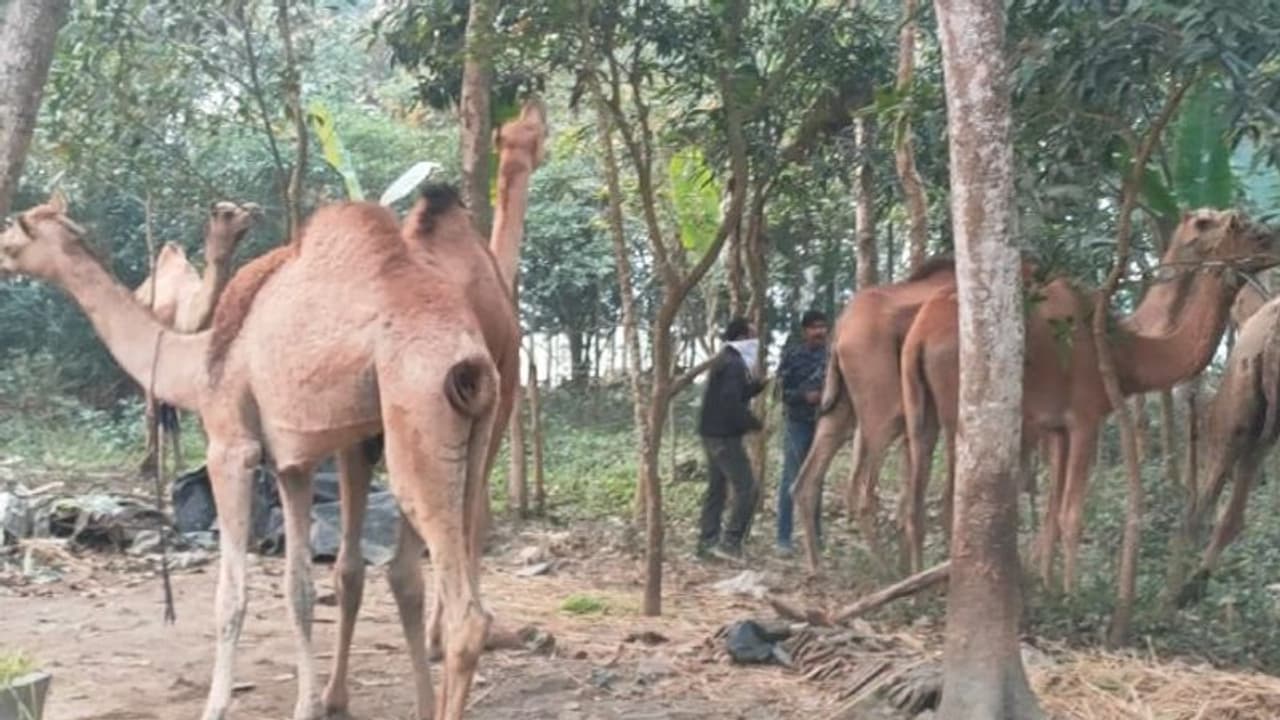 ಮಂಡ್ಯ; ಕಸಾಯಿ ಖಾನೆ ಪಾಲಾಗುತ್ತಿದ್ದ 11 ಒಂಟೆ ರಕ್ಷಿಸಿ ರಾಜಸ್ಥಾನಕ್ಕೆ ರವಾನೆ ಮಂಡ್ಯ; ಕಸಾಯಿ ಖಾನೆ ಪಾಲಾಗುತ್ತಿದ್ದ 11 ಒಂಟೆ ರಕ್ಷಿಸಿ ರಾಜಸ್ಥಾನಕ್ಕೆ ರವಾನೆ