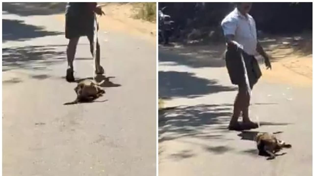 കണ്ണില്ലാത്ത ക്രൂരത; തെരുവുനായയെ നടുറോഡില് കെട്ടിവലിച്ചു, കേസെടുത്ത് പൊലീസ് കണ്ണില്ലാത്ത ക്രൂരത; തെരുവുനായയെ നടുറോഡില് കെട്ടിവലിച്ചു, കേസെടുത്ത് പൊലീസ്