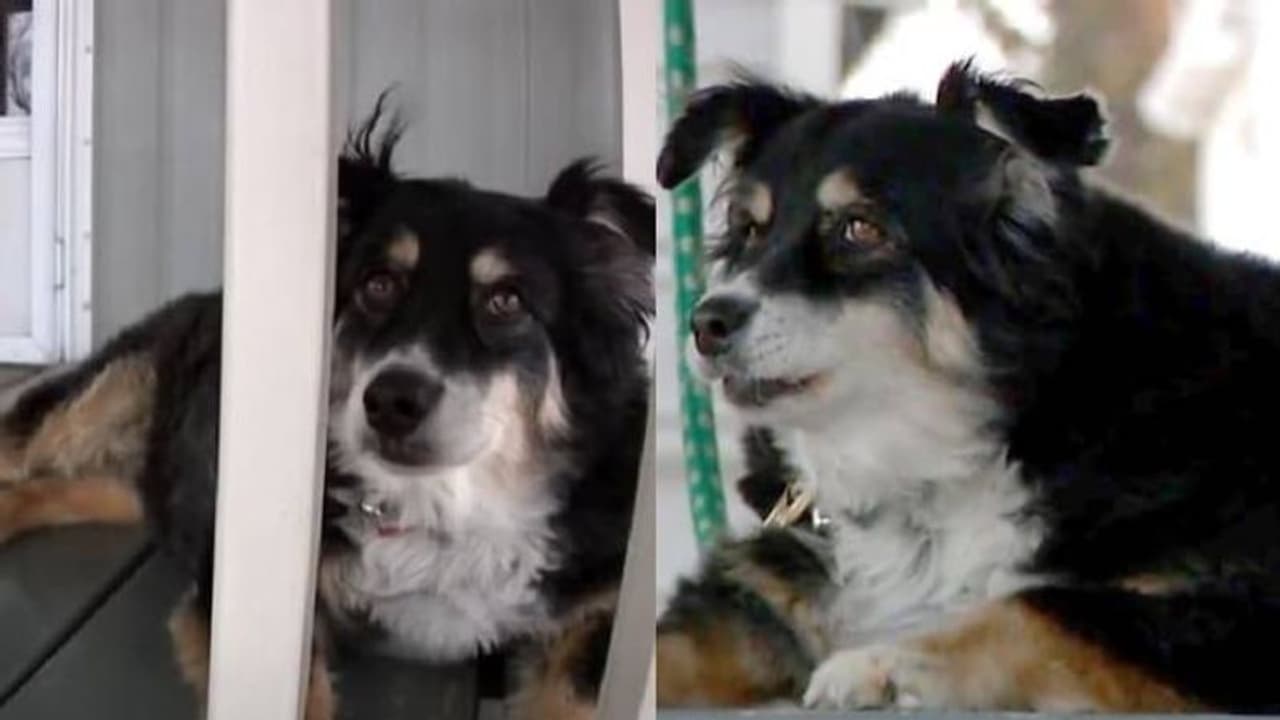 ഉടമയെ നഷ്ടമായെങ്കിലും ഈ നായ ഇനി കോടികളുടെ അവകാശി!