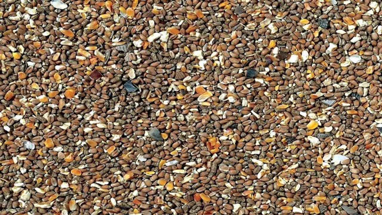 పునాదులు తవ్వుతుంటే.. గుట్టలుగా బైటపడ్డ గవ్వలు.. ఎందుకంటే... పునాదులు తవ్వుతుంటే.. గుట్టలుగా బైటపడ్డ గవ్వలు.. ఎందుకంటే...