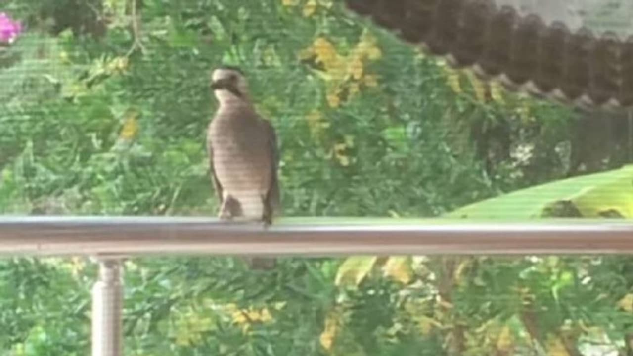 ഭക്ഷണത്തിനായി പൂച്ചയുടെ കരച്ചില്‍ അനുകരിച്ച് കാക്ക; വൈറലായി വീഡിയോ