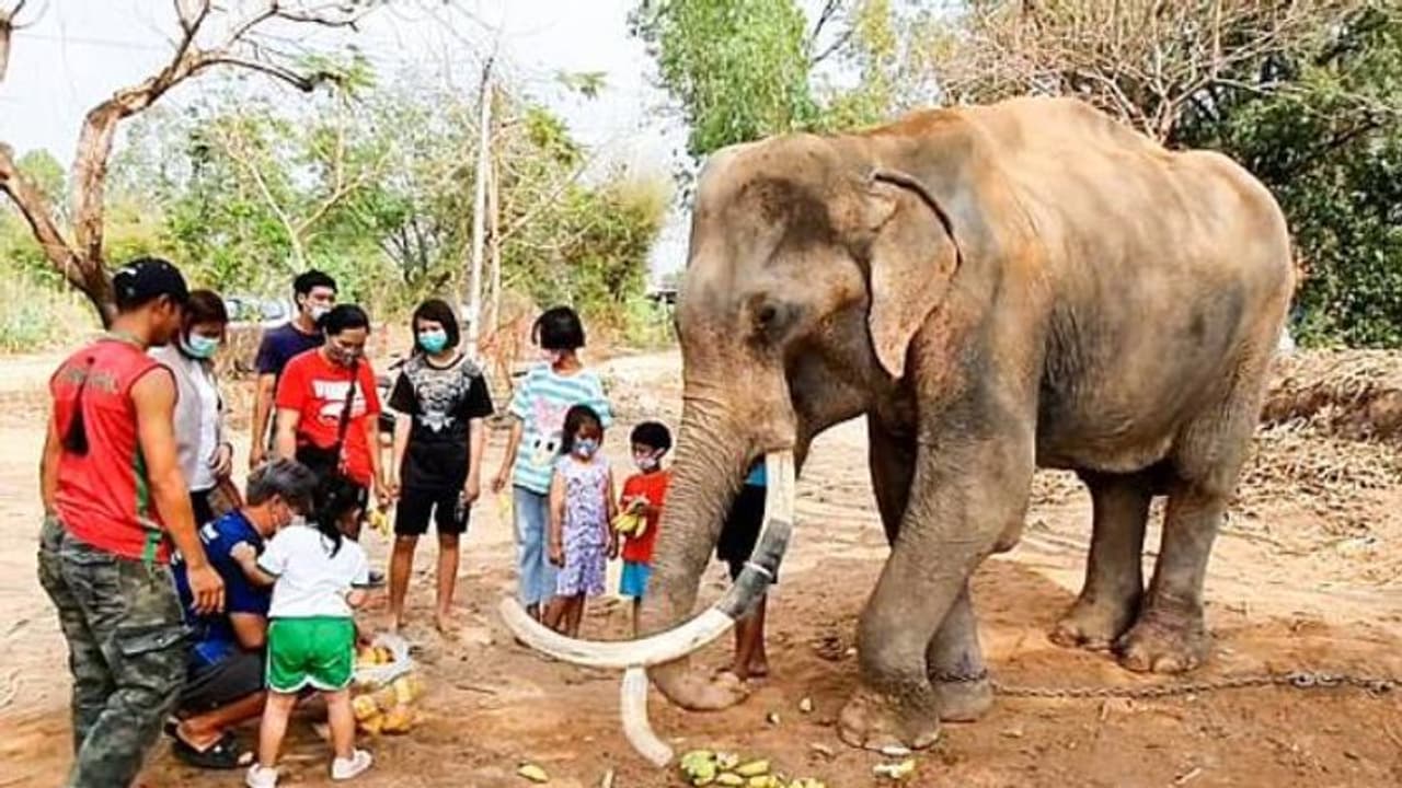 ടൂറിസം മേഖല നിശ്ചലം, പട്ടിണിയിലും രോഗങ്ങളിലും ആനകൾ, വേദനിപ്പിക്കുന്ന കാഴ്ച ടൂറിസം മേഖല നിശ്ചലം, പട്ടിണിയിലും രോഗങ്ങളിലും ആനകൾ, വേദനിപ്പിക്കുന്ന കാഴ്ച