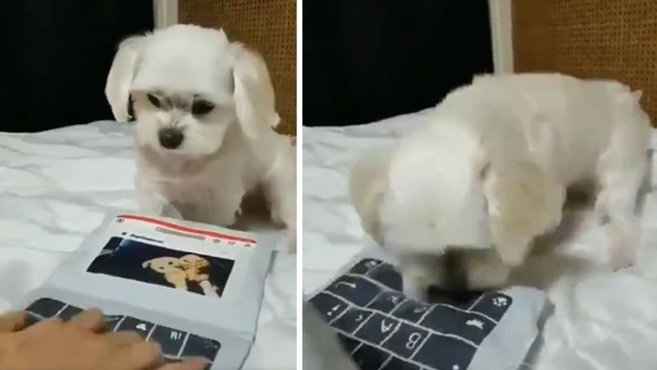 वायरल वीडियो: मालिक की देखादेखी, जब डॉगी को चढ़ा लैपटॉप सीखने का शौक वायरल वीडियो: मालिक की देखादेखी, जब डॉगी को चढ़ा लैपटॉप सीखने का शौक
