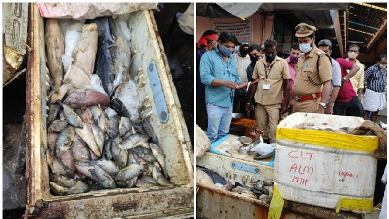 കോഴിക്കോട് ഭക്ഷ്യയോഗ്യമല്ലാത്തതും പഴകിയതുമായ 250 കിലോ മത്സ്യം പിടിച്ചെടുത്തു