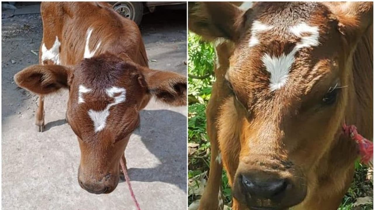 വൈറലായി മിൽമ കിടാവ്, വയനാട്ടിലെ പശുക്കിടാവ് സാമൂഹ്യമാധ്യമങ്ങളില്‍ താരം