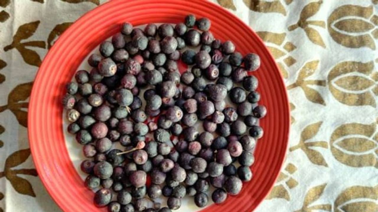 സര്ബത്ത് ഉണ്ടാക്കാന് ഉപയോഗിക്കുന്ന പഴം; നമ്മുടെ മണ്ണിൽത്തന്നെ വളര്ത്തി വിളവെടുക്കാവുന്ന ഫാള്സ സര്ബത്ത് ഉണ്ടാക്കാന് ഉപയോഗിക്കുന്ന പഴം; നമ്മുടെ മണ്ണിൽത്തന്നെ വളര്ത്തി വിളവെടുക്കാവുന്ന ഫാള്സ