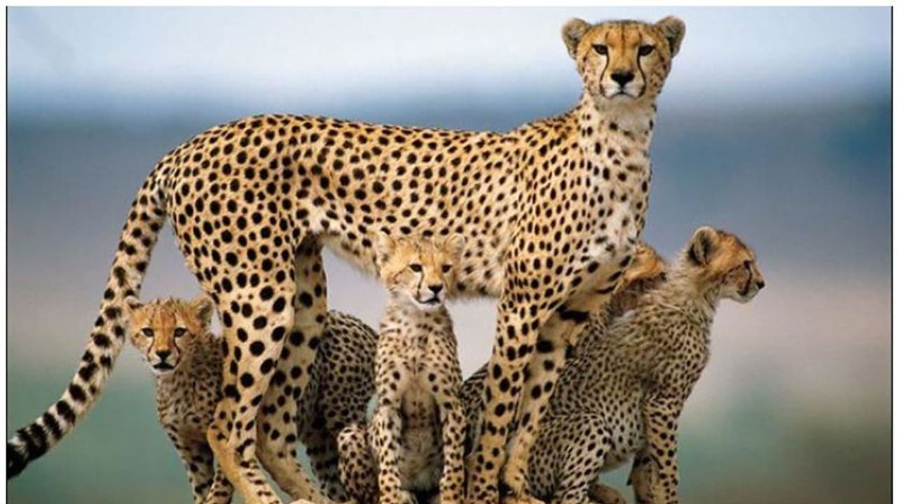 സൗദിയില് അറേബ്യന് കടുവയെ വേട്ടയാടിയാല് 77 ലക്ഷം രൂപ പിഴ സൗദിയില് അറേബ്യന് കടുവയെ വേട്ടയാടിയാല് 77 ലക്ഷം രൂപ പിഴ