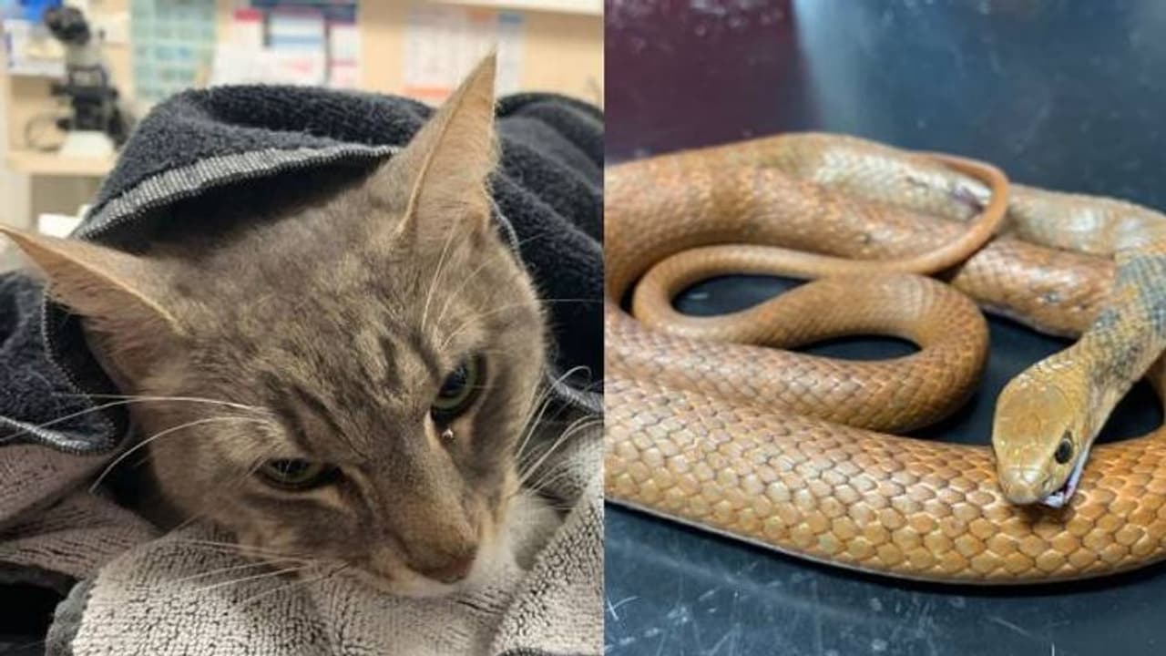 വീട്ടുമുറ്റത്ത് കളിച്ചുകൊണ്ടിരുന്ന കുട്ടികളുടെ അരികിലെത്തിയത് ഉഗ്രവിഷപ്പാമ്പ്; രക്ഷിച്ച് വളർത്തുപൂച്ച