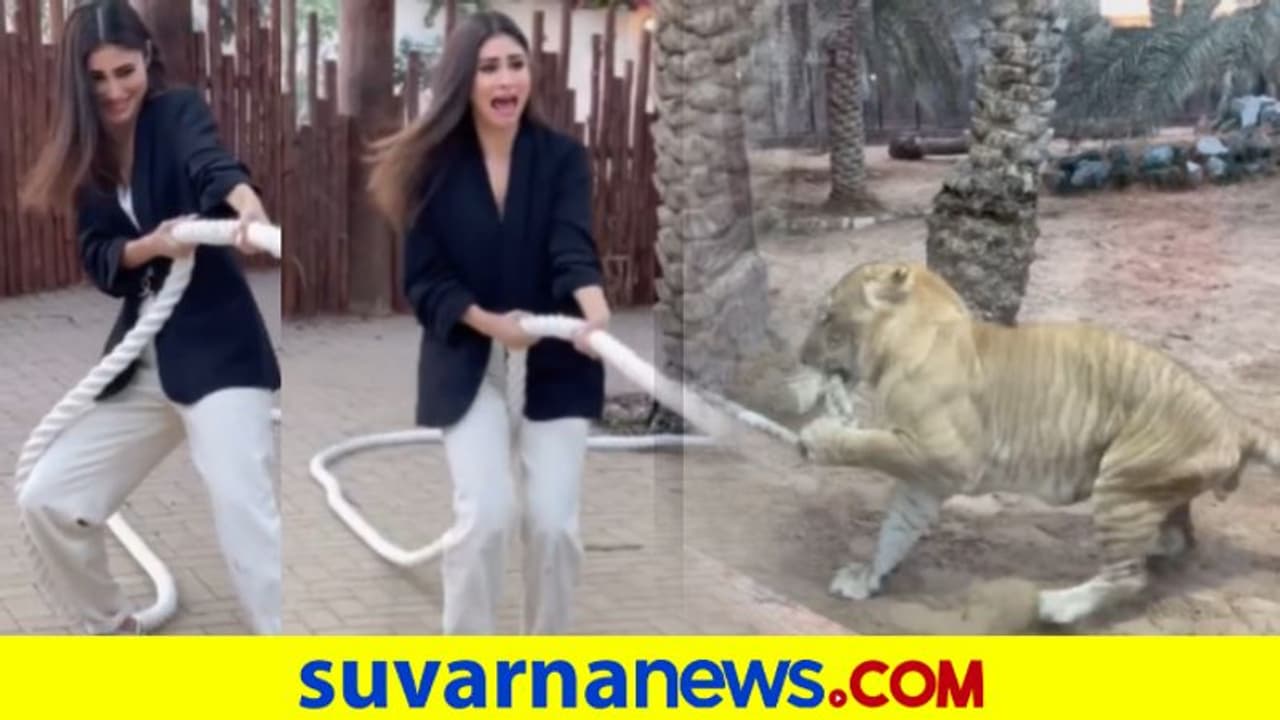 ಜೀವಂತ ಲೈಗರ್ ಜೊತೆ ಕೆಜಿಎಫ್ ನಟಿಯ ಹಗ್ಗಜಗ್ಗಾಟ ಜೀವಂತ ಲೈಗರ್ ಜೊತೆ ಕೆಜಿಎಫ್ ನಟಿಯ ಹಗ್ಗಜಗ್ಗಾಟ