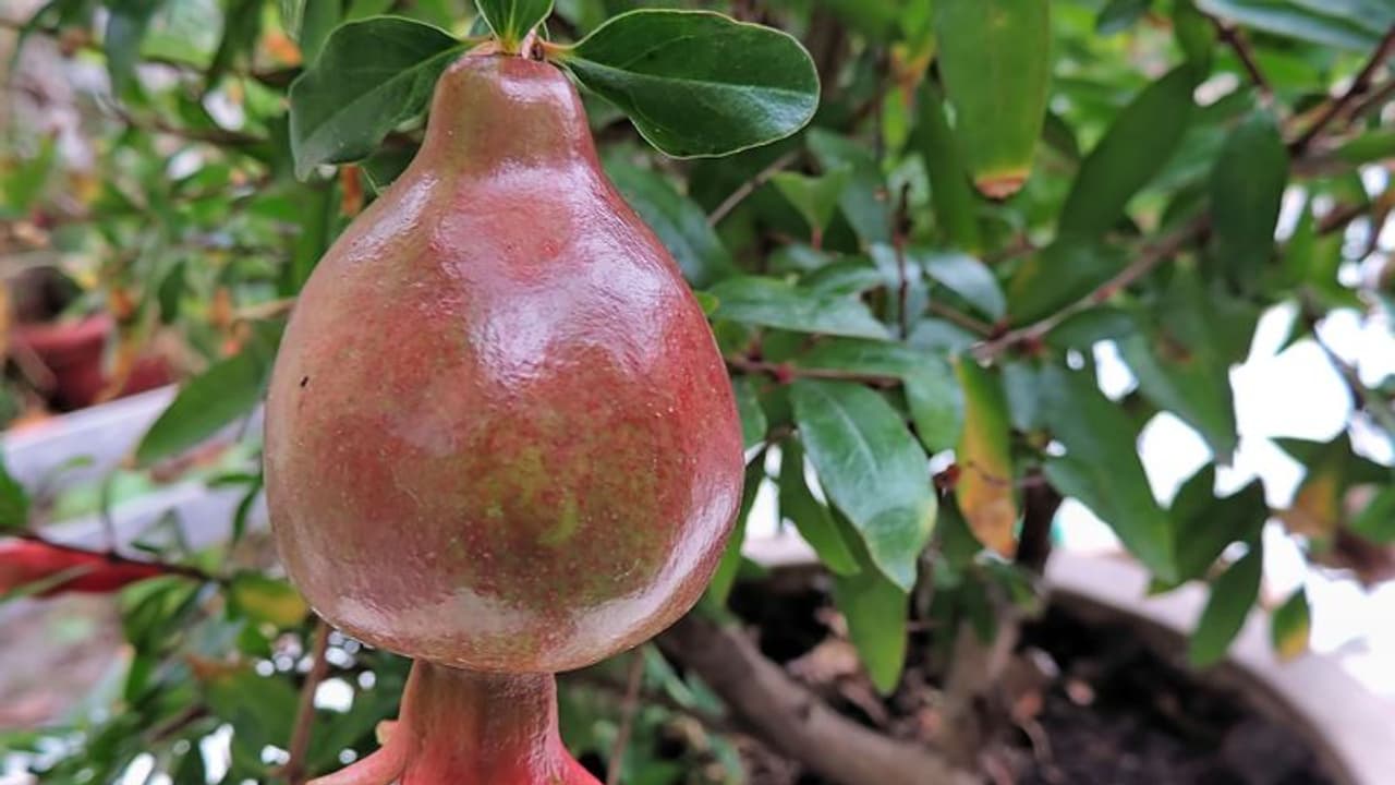 4 ಎಕರೆ ದಾಳಿಂಬೆ ತೋಟ ನಾಶ ಮಾಡಿದ ರೈತ