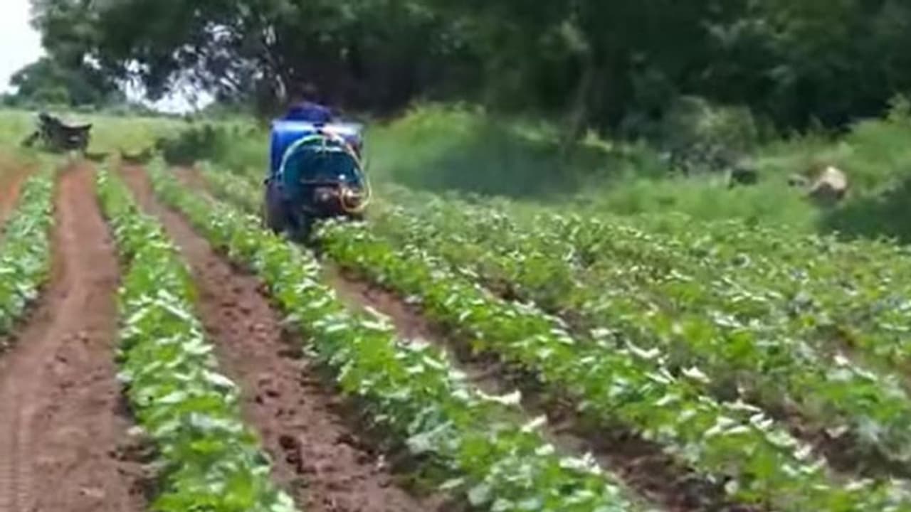 ಕೊರೋನಾ ಜೊತೆ ಮತ್ತೊಂದು ಬರೆ: ರೈತರಿಗೆ ಶಾಕಿಂಗ್ ಸುದ್ದಿ..! ಕೊರೋನಾ ಜೊತೆ ಮತ್ತೊಂದು ಬರೆ: ರೈತರಿಗೆ ಶಾಕಿಂಗ್ ಸುದ್ದಿ..!