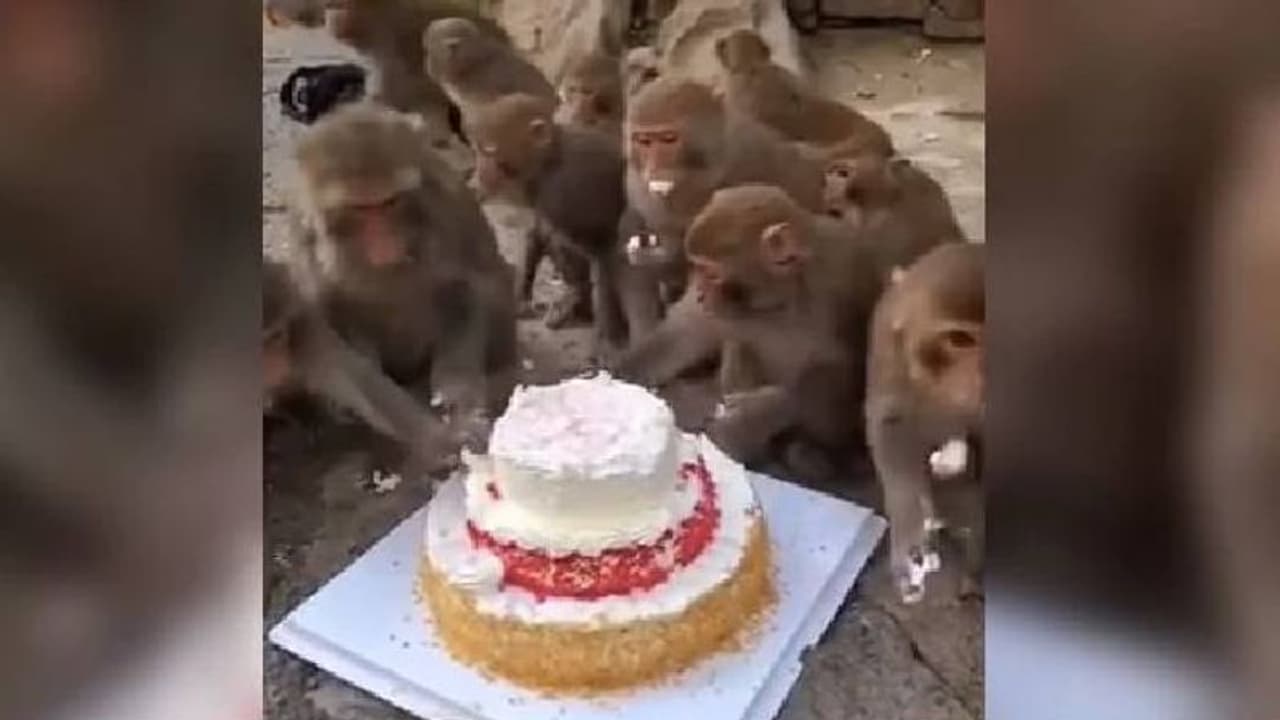 ഒരു വലിയ കേക്കും ചുറ്റും കുറേ കുരങ്ങന്മാരും; വൈറലായി വീഡിയോ ഒരു വലിയ കേക്കും ചുറ്റും കുറേ കുരങ്ങന്മാരും; വൈറലായി വീഡിയോ