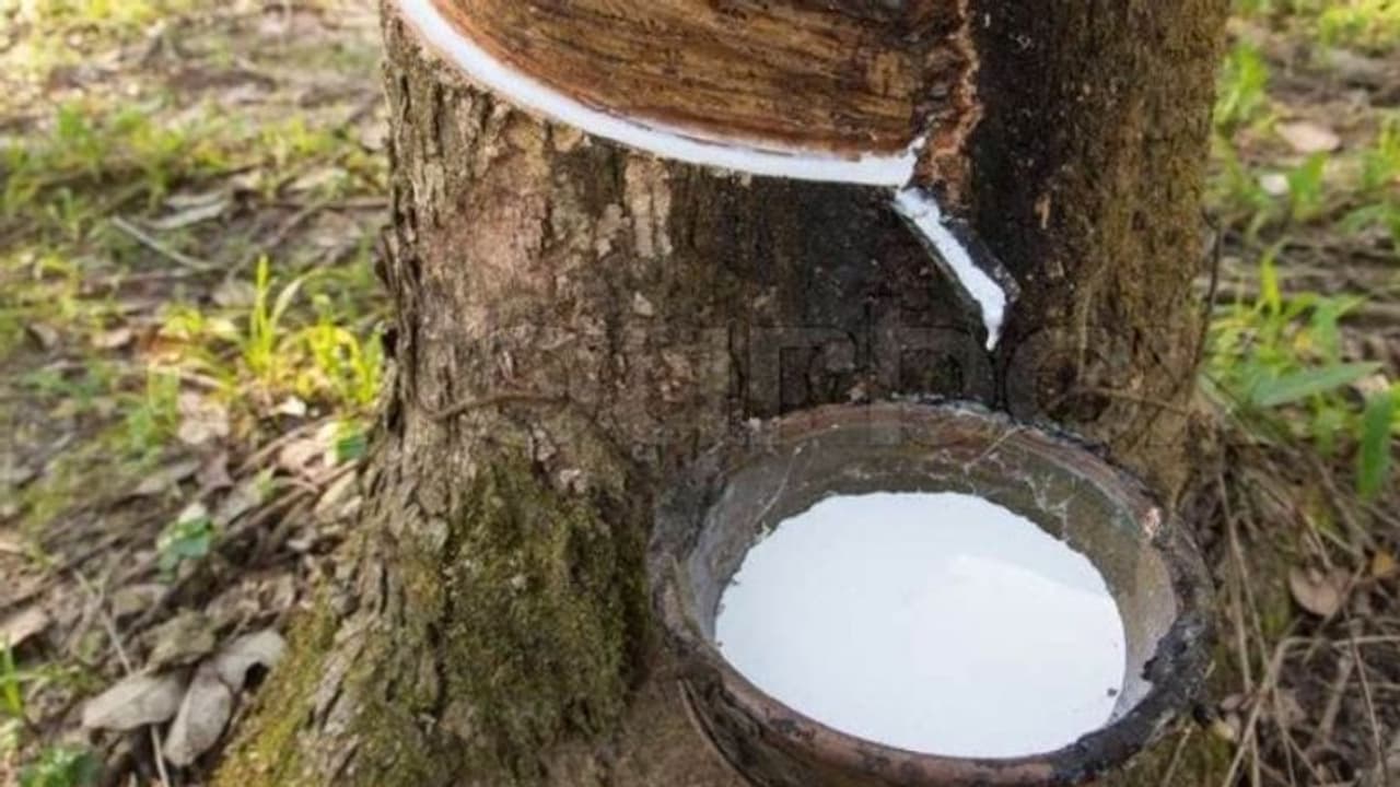 റബർ സംഭരണ വില 170 രൂപയാക്കി, ഉത്തരവ് ഇറങ്ങി റബർ സംഭരണ വില 170 രൂപയാക്കി, ഉത്തരവ് ഇറങ്ങി