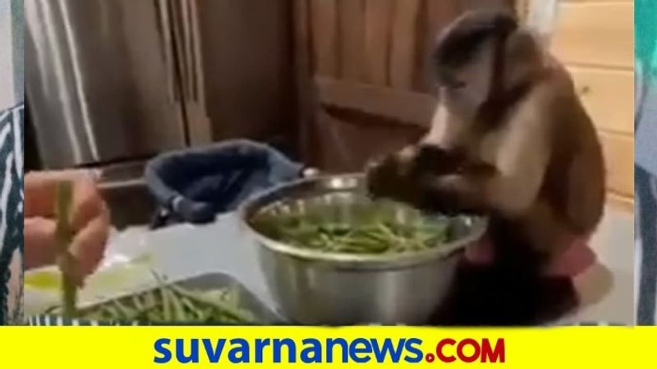 ಅಡುಗೆ ಮಾಡಲು ಮಹಿಳೆಗೆ ಕೋತಿ ಸಾಥ್‌