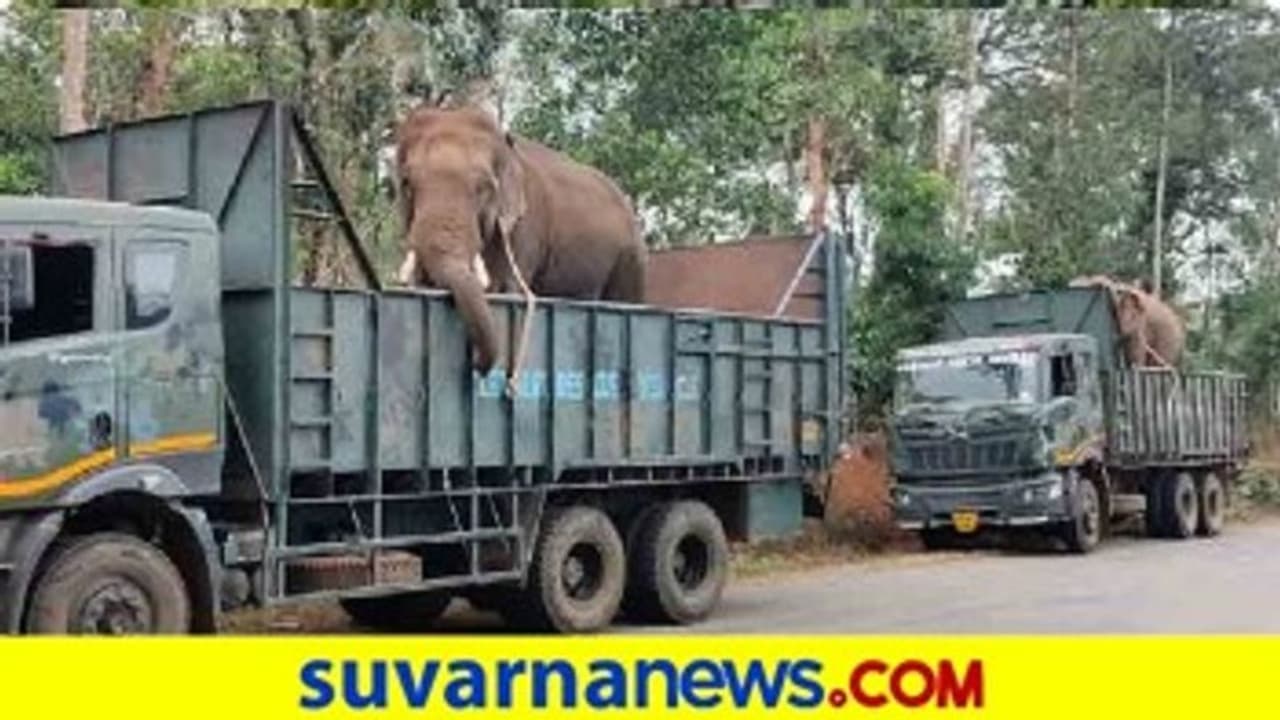 ಕೊಡಗು; 24 ಗಂಟೆಯಲ್ಲಿ ಇಬ್ಬರ ಕೊಂದ ಹುಲಿ ಸೆರೆಗೆ ಆನೆಗಳ ತಂಡ ಕೊಡಗು; 24 ಗಂಟೆಯಲ್ಲಿ ಇಬ್ಬರ ಕೊಂದ ಹುಲಿ ಸೆರೆಗೆ ಆನೆಗಳ ತಂಡ