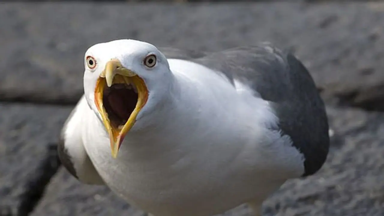 ముద్దు పెట్టింది.. నాలుక కొరికింది.. పక్షి చూసింది.. !! ముద్దు పెట్టింది.. నాలుక కొరికింది.. పక్షి చూసింది.. !!