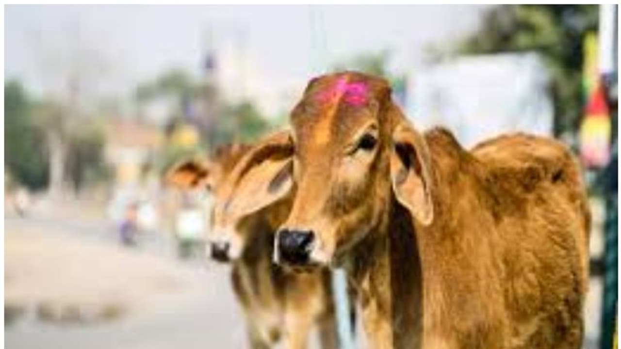 Cow swallow gold : പൂജയ്ക്കിടെ പശു സ്വര്ണമാല വിഴുങ്ങി; വയറില് കുടുങ്ങി, പുറത്തെടുത്തപ്പോള് ഭാരവും കുറവ് Cow swallow gold : പൂജയ്ക്കിടെ പശു സ്വര്ണമാല വിഴുങ്ങി; വയറില് കുടുങ്ങി, പുറത്തെടുത്തപ്പോള് ഭാരവും കുറവ്