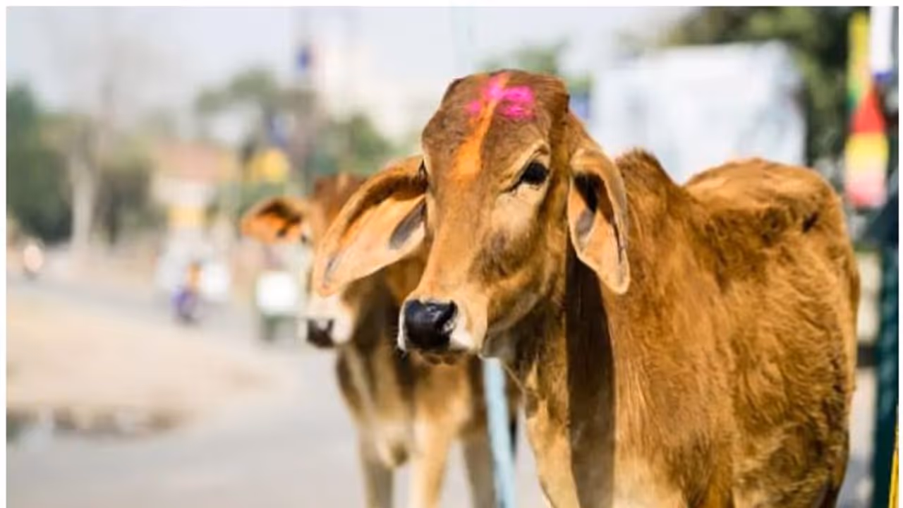 വ്യാപക പ്രതിഷേധത്തെ തുടർന്ന് ദേശീയ പശു വിജ്ഞാന പരീക്ഷ മാറ്റിവെച്ച് കേന്ദ്രം