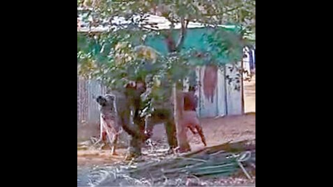 வலி தாங்காமல் கதறிய ‘ஜெயமால்யதா’...கோவையில் அரங்கேறிய கொடூரம்... வைரல் வீடியோவால் அதிரடி நடவடிக்கை...!