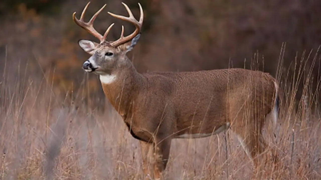 ചത്ത കലമാനെ കറിവച്ചു തിന്ന വനംവകുപ്പ് ഉദ്യോഗസ്ഥർക്ക് എതിരെ കൂട്ടനടപടി ചത്ത കലമാനെ കറിവച്ചു തിന്ന വനംവകുപ്പ് ഉദ്യോഗസ്ഥർക്ക് എതിരെ കൂട്ടനടപടി