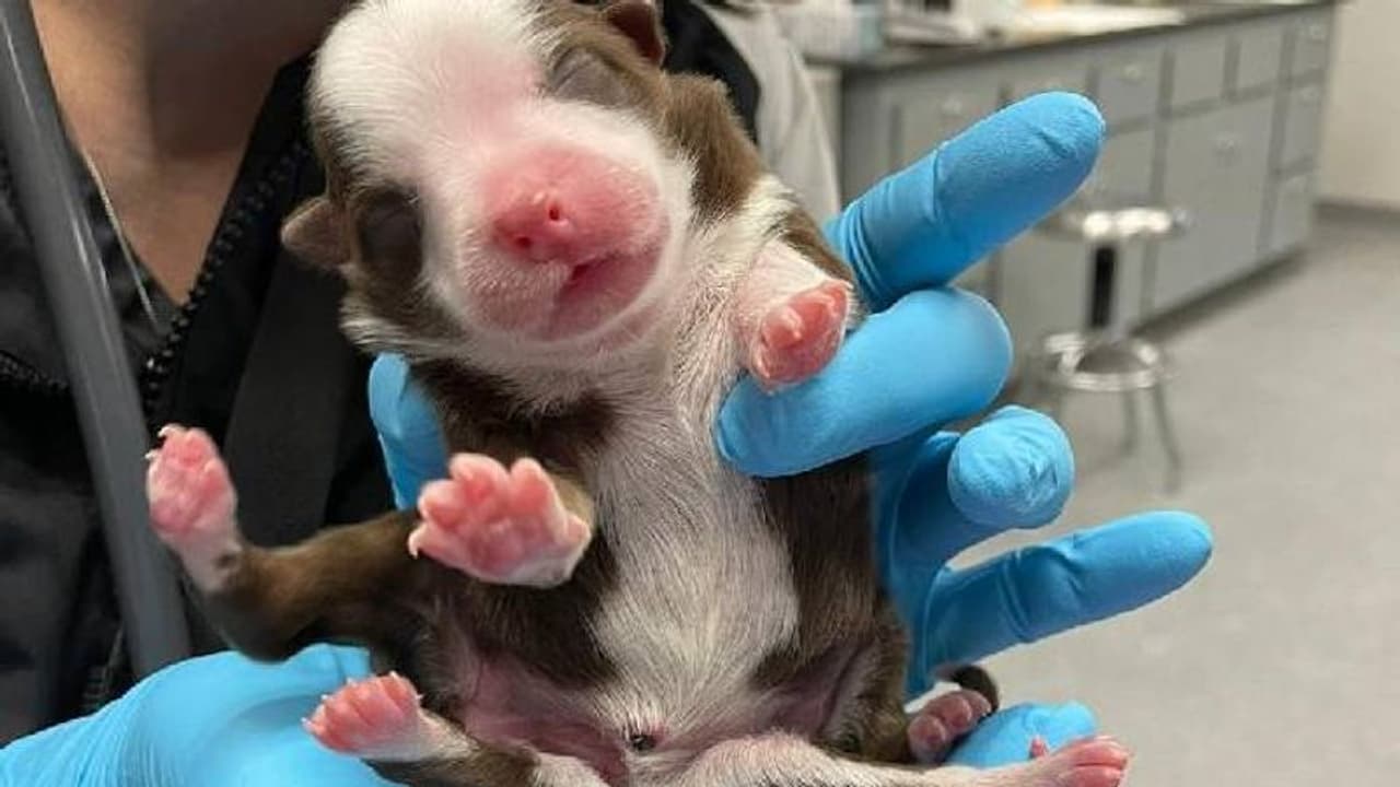 ആറ് കാലും രണ്ട് വാലും; 'അത്ഭുത നായ്ക്കുട്ടി'യെ വരവേറ്റ് ആശുപത്രി