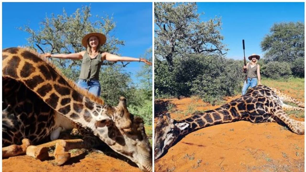 ജിറാഫിനെ കൊന്ന് ഹൃദയം പുറത്തെടുത്ത ചിത്രവുമായി യുവതി, പ്രണയദിന സമ്മാനമെന്ന് വാദം ജിറാഫിനെ കൊന്ന് ഹൃദയം പുറത്തെടുത്ത ചിത്രവുമായി യുവതി, പ്രണയദിന സമ്മാനമെന്ന് വാദം