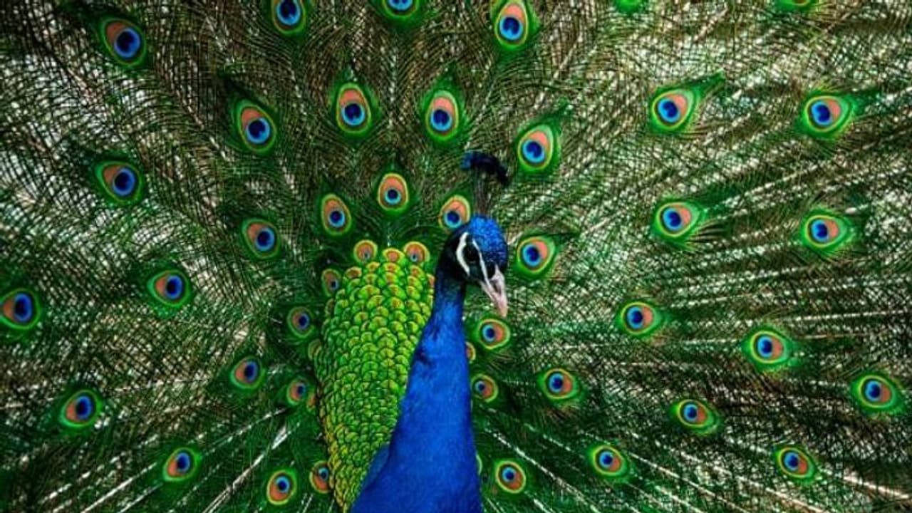 മയിൽ ഒരു ഭീകരജീവിയാണോ? എന്തുകൊണ്ട് ന്യൂസിലൻഡുകാർ പതിനായിരക്കണക്കിന് മയിലുകളെ കൊന്നൊടുക്കി? മയിൽ ഒരു ഭീകരജീവിയാണോ? എന്തുകൊണ്ട് ന്യൂസിലൻഡുകാർ പതിനായിരക്കണക്കിന് മയിലുകളെ കൊന്നൊടുക്കി?