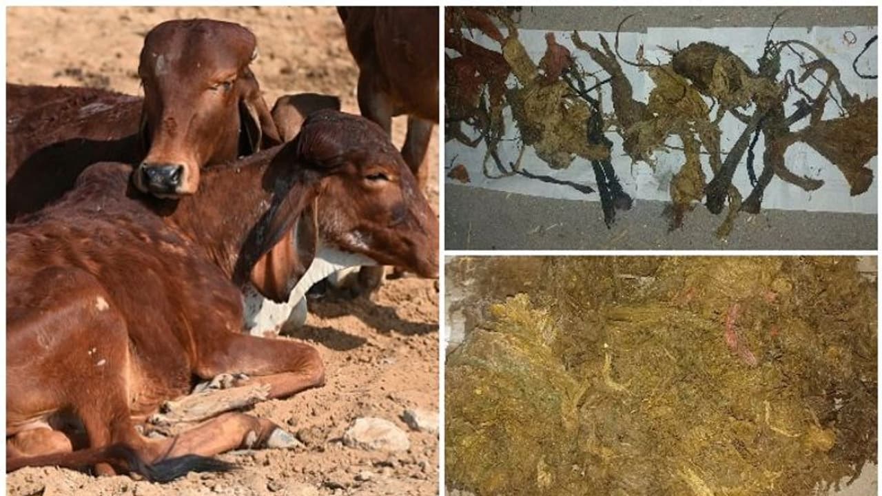 ശസ്ത്രക്രിയയ്ക്ക് വിധേയമാക്കിയ പശുവിന്റെ വയറില് നിന്ന് കണ്ടെത്തിയത് 71 കിലോ പ്ലാസ്റ്റിക്കും ഇരുമ്പും ശസ്ത്രക്രിയയ്ക്ക് വിധേയമാക്കിയ പശുവിന്റെ വയറില് നിന്ന് കണ്ടെത്തിയത് 71 കിലോ പ്ലാസ്റ്റിക്കും ഇരുമ്പും