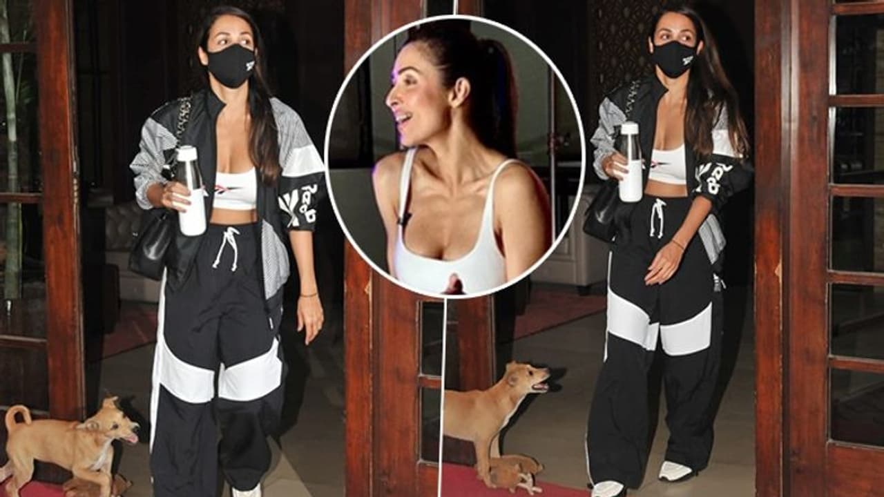 Malaika Arora gets attach by cute puppy; diva's daily shenanigans is a must watch (Video) Malaika Arora gets attach by cute puppy; diva's daily shenanigans is a must watch (Video)