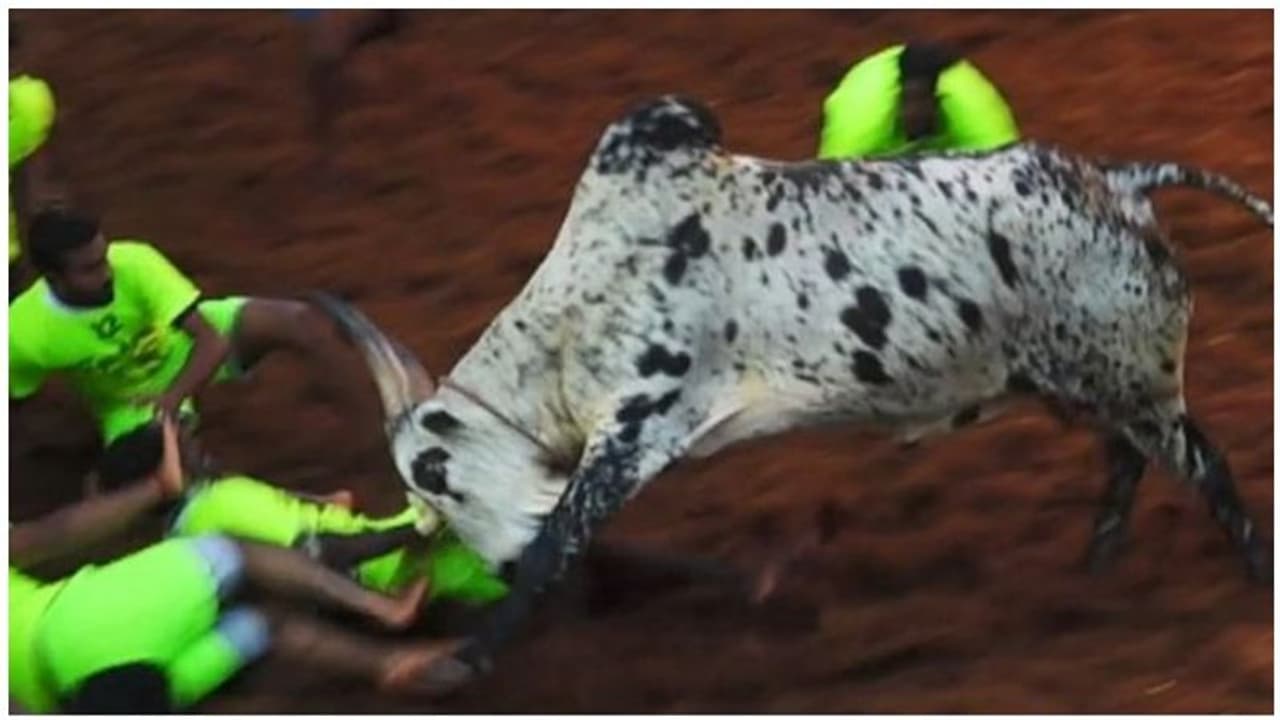 பாம்பு கடித்து இறந்த ஜல்லிக்கட்டு காளை ராவணன்... கண்ணீர் விட்டு கதறும் காளையர்கள்..! பாம்பு கடித்து இறந்த ஜல்லிக்கட்டு காளை ராவணன்... கண்ணீர் விட்டு கதறும் காளையர்கள்..!