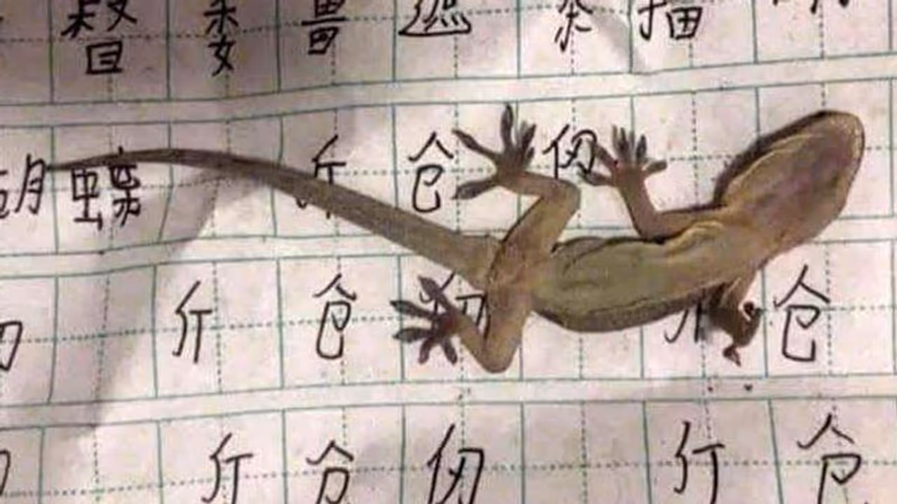Here's what happened when a boy falls asleep on lizard while completing homework (Check out) Here's what happened when a boy falls asleep on lizard while completing homework (Check out)