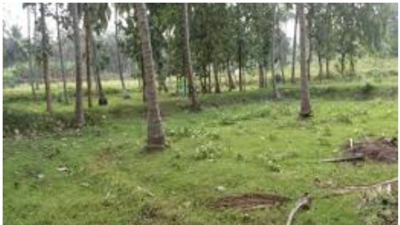 ഭൂമി തരംമാറ്റത്തിൽ പുതിയ ഉത്തരവ്; 25 സെന്റ് വരെ തരംമാറ്റുന്നതിന് ഫീസില്ല