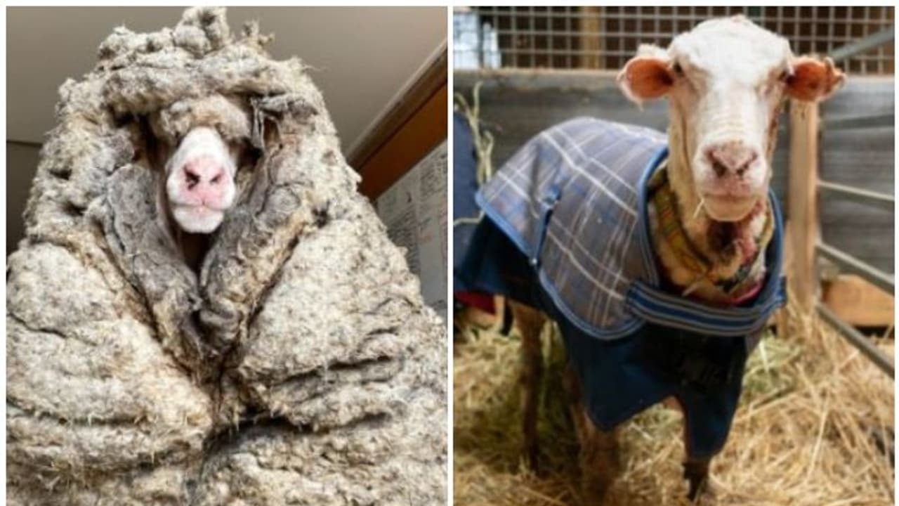 രോമം നീക്കി; ബാരാക്ക് ഇപ്പോൾ ഹാപ്പിയാണ്, വെെറലായി ചിത്രങ്ങൾ