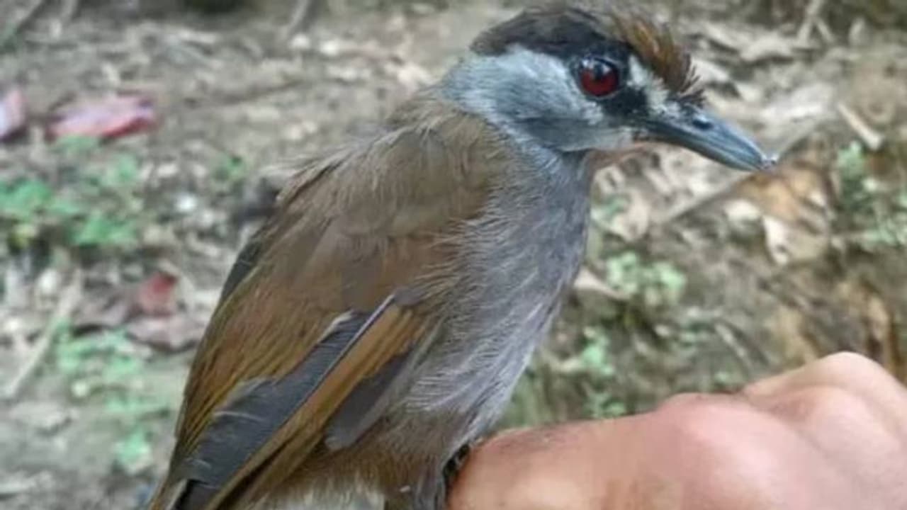 180 വർഷങ്ങൾക്കുശേഷം ആ പക്ഷിയെ വീണ്ടും കണ്ടെത്തി, അത്ഭുതത്തില് ഗവേഷകര് 180 വർഷങ്ങൾക്കുശേഷം ആ പക്ഷിയെ വീണ്ടും കണ്ടെത്തി, അത്ഭുതത്തില് ഗവേഷകര്