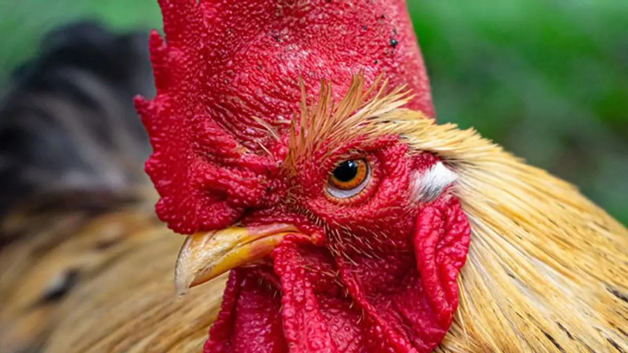 ‘కోడి పుంజు పోయింది.. వెతికి పెట్టండి ప్లీజ్’.. ఏపీ పోలీసులకు తలనొప్పిగా మారిన చోరీ.. ‘కోడి పుంజు పోయింది.. వెతికి పెట్టండి ప్లీజ్’.. ఏపీ పోలీసులకు తలనొప్పిగా మారిన చోరీ..