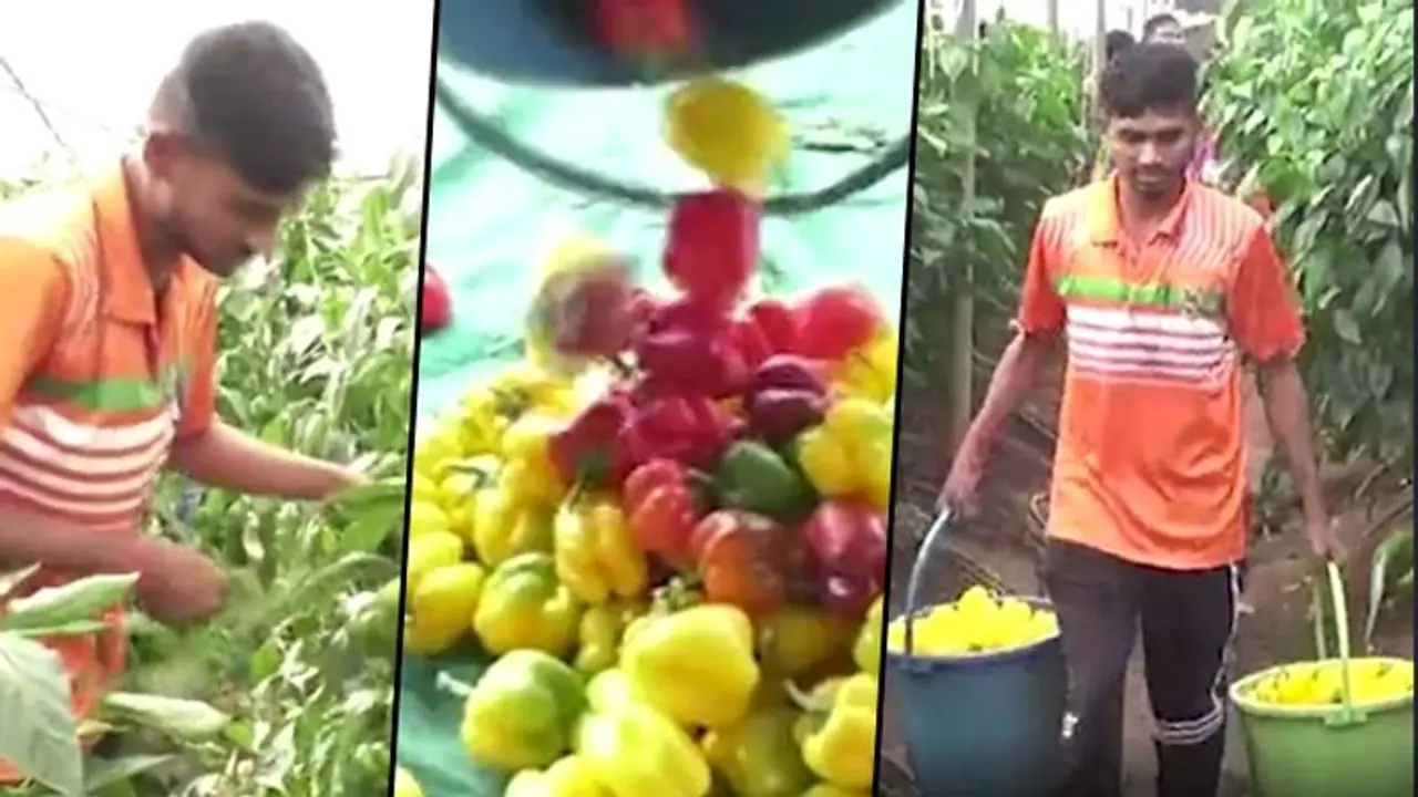 Farming: How crop diversification can go a long way in getting success