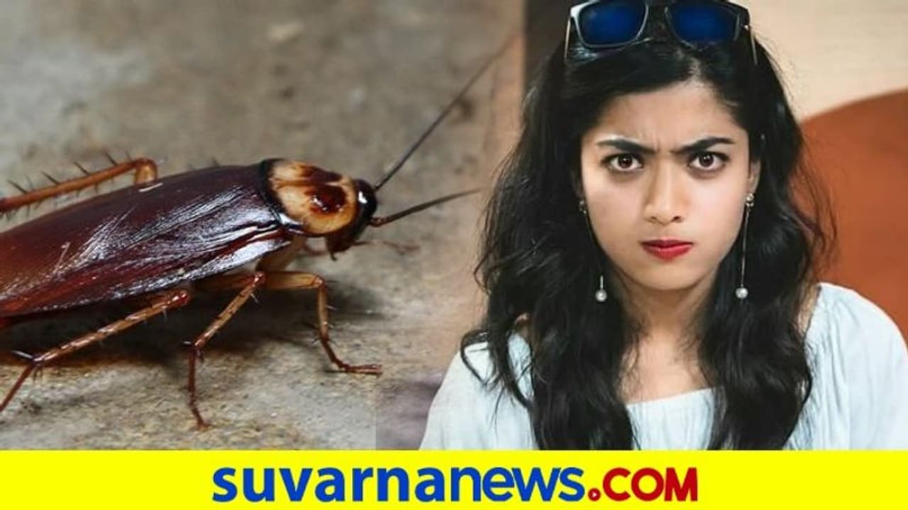 ರಶ್ಮಿಕಾ ನಿದ್ದೆ ಕೆಡಿಸಿದ ಜಿರಳೆ: ಕಿರಿಕ್ ಚೆಲುವೆ ಬಿಚ್ಚಿಟ್ರು ನಿದ್ದೆ ಇಲ್ಲದ ರಾತ್ರಿ ಕಥೆ