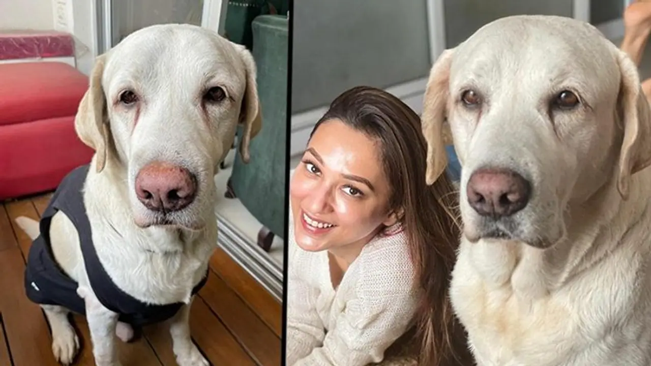 TMC MP actress Mimi Chakraborty's four legged son passed away: Read details